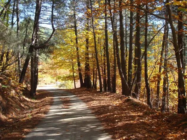 Camino arbolado en otoño