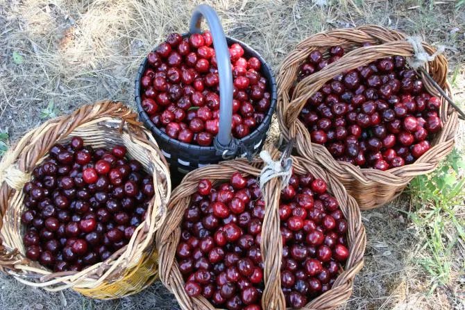 Cerezas recién recolectadas