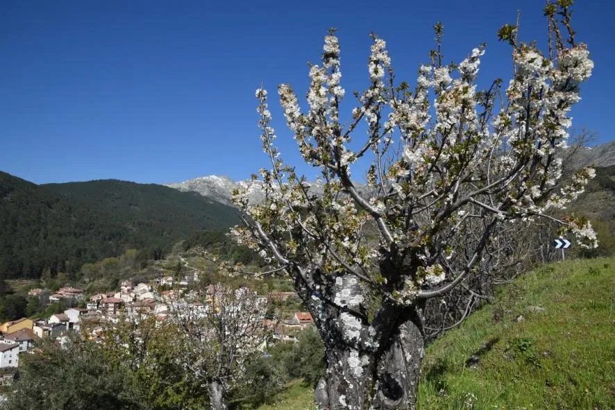 Cerezo en flor con vista de El Hornillo