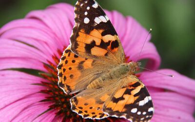 La mariposa Cardera: emisaria entre El Hornillo y África