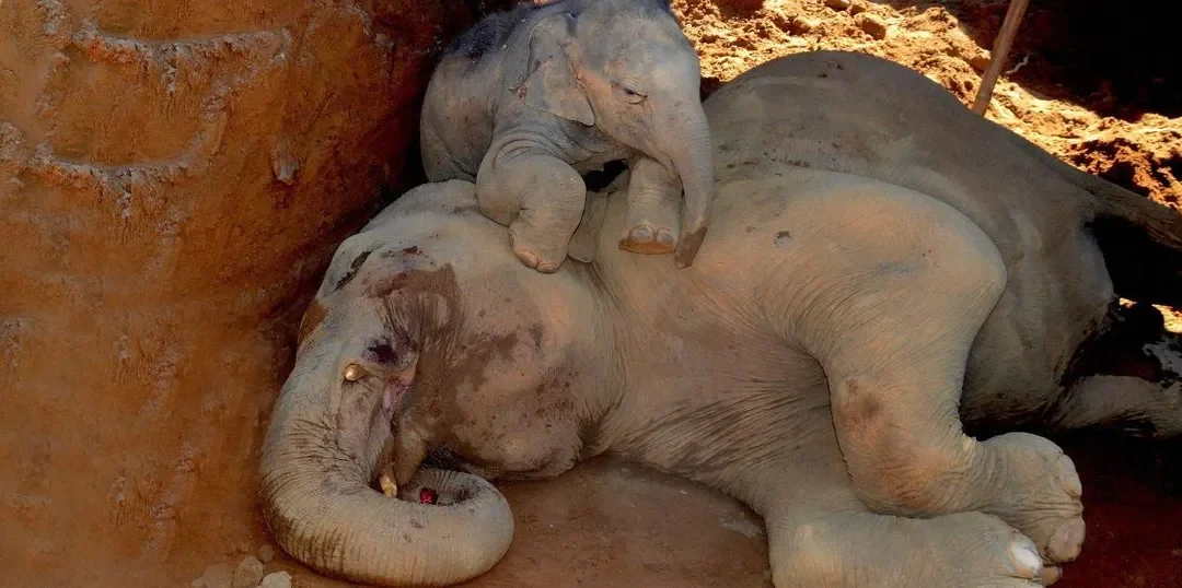Dolor y duelo tambien en los animales no humanos