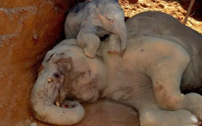 Dolor y duelo tambien en los animales no humanos